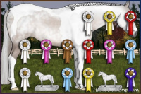 Horse Color:Gray Bay Tobiano Rabicano 