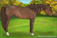 Horse Color:Liver Chestnut Rabicano