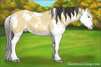 Horse Color:White Spotted Buckskin Dun Splash 