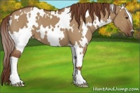 Horse Color:White Spotted Red Dun