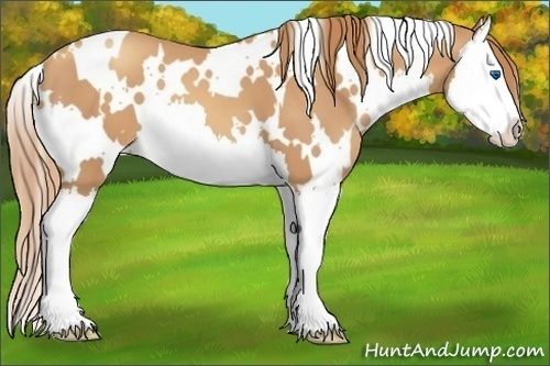 Horse Color:White Spotted Gold Champagne Splash