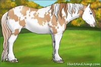 Horse Color:White Spotted Gold Champagne Splash 