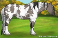 Horse Color:White Spotted Grullo