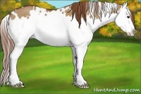 Horse Color:White Spotted Red Dun Splash 