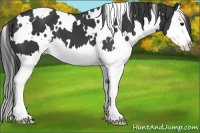 Horse Color:White Spotted Black Splash