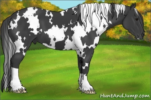 Horse Color:White Spotted Smoky Black