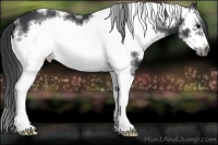 Horse Color:White Spotted Black Frame 