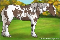 Horse Color:White Spotted Silver Black 