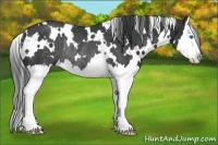 Horse Color:White Spotted Black Splash Rabicano