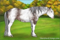 Horse Color:White Spotted Brown Splash 
