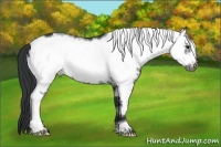 Horse Color:White Spotted Black Frame 