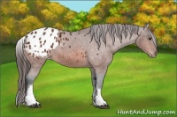 Horse Color:White Spotted Bay Appaloosa