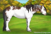 Horse Color:White Spotted Bay Frame Varnish 