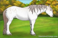 Horse Color:White Spotted Amber Champagne Roan Appaloosa