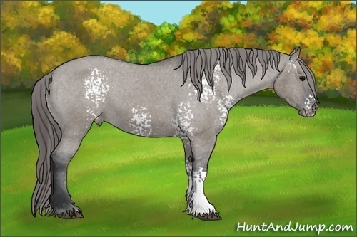 Horse Color:White Spotted Grullo Varnish 