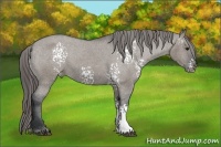 Horse Color:White Spotted Grullo Appaloosa 