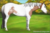 Horse Color:Bay Splash Tobiano Appaloosa 