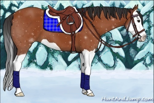 Horse Color:Bay Splash 