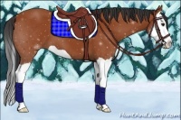 Horse Color:Bay Splash 