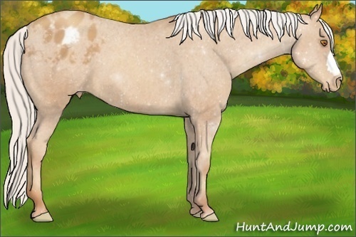 Horse Color:Silver Classic Champagne Appaloosa 