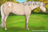 Horse Color:Silver Classic Champagne Appaloosa 