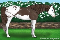 Horse Color:Liver Chestnut Splash Appaloosa 