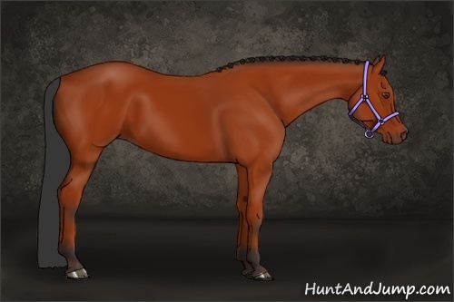 Horse Color:Bay 