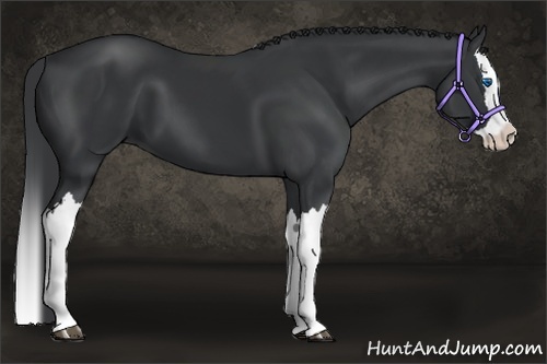 Horse Color:Black Splash 