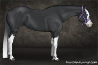 Horse Color:Black Splash 
