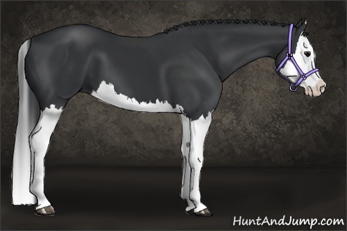 Horse Color:Black Splash