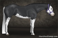 Horse Color:Black Splash