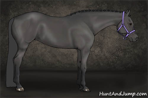 Horse Color:Black 