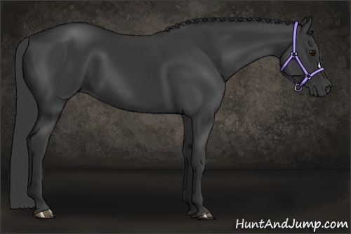 Horse Color:Black 