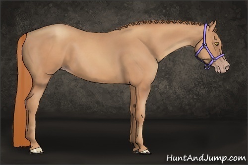 Horse Color:Gold Champagne
