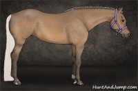 Horse Color:Silver Buckskin 