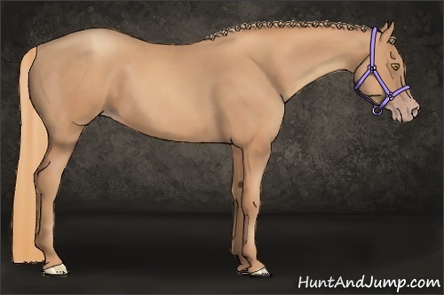 Horse Color:Gold Champagne