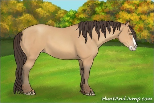 Horse Color:Amber Champagne Splash