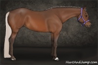 Horse Color:Silver Bay 