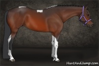 Horse Color:Bay Tobiano 