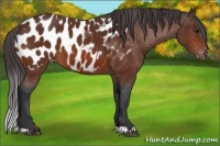 Horse Color:Bay Appaloosa