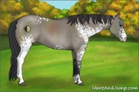 Horse Color:White Spotted Grullo Sabino 