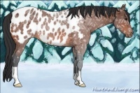 Horse Color:Bay Ice Appaloosa 