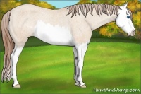 Horse Color:Amber Champagne Splash Appaloosa Rabicano 