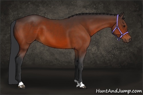 Horse Color:Brown 