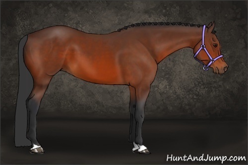 Horse Color:Brown 