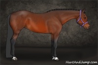 Horse Color:Brown 