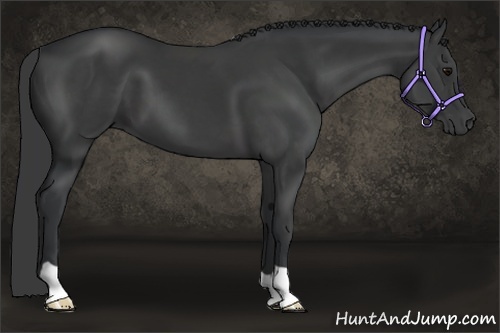 Horse Color:Black 