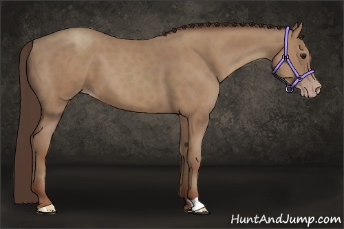 Horse Color:Classic Champagne 