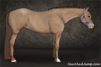 Horse Color:Classic Champagne 