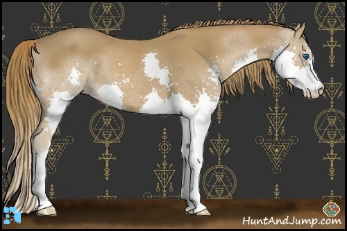 Horse Color:Chestnut Sabino Splash